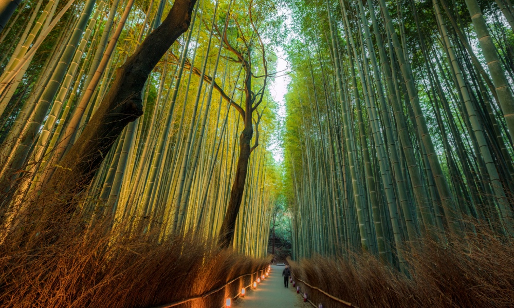 Die-fantastischen-Bambuswalder-Japans-(1).jpg
