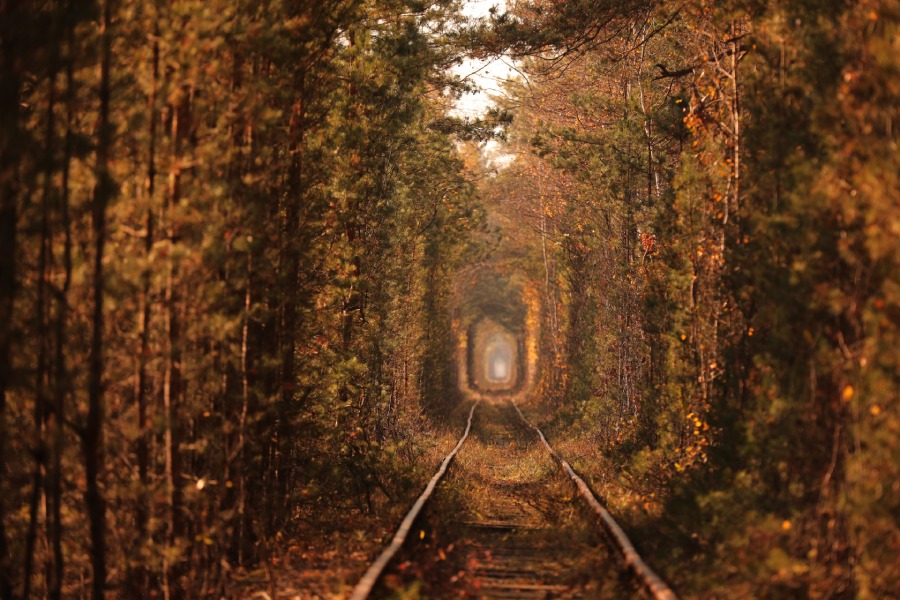 Tunnel-der-Liebe-in-der-Ukraine-(1).jpg