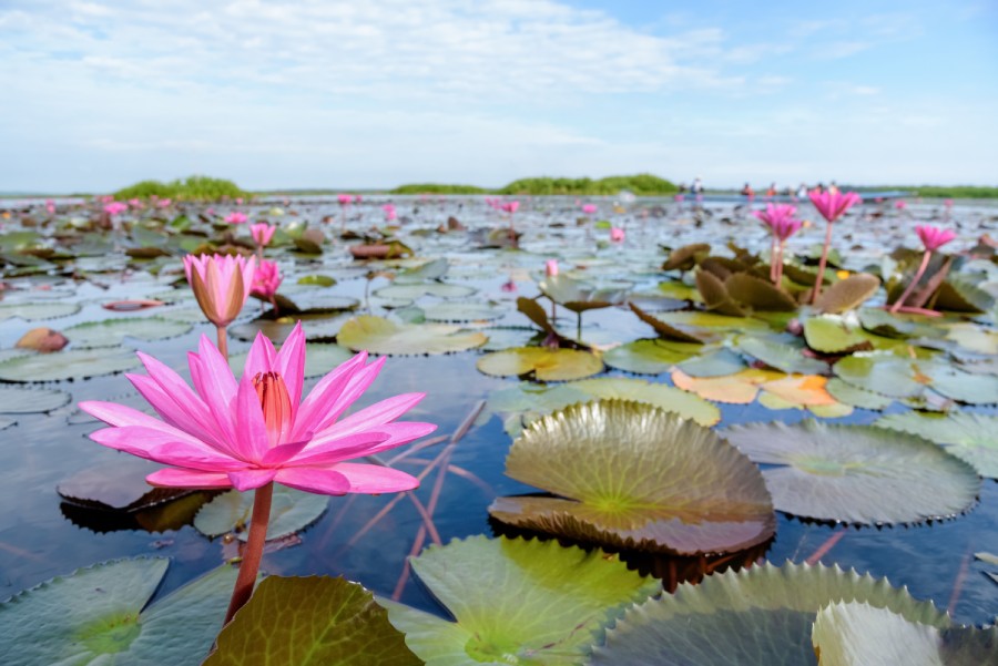 217-Der-Rote-Lotus,-Thailand-(1).jpg